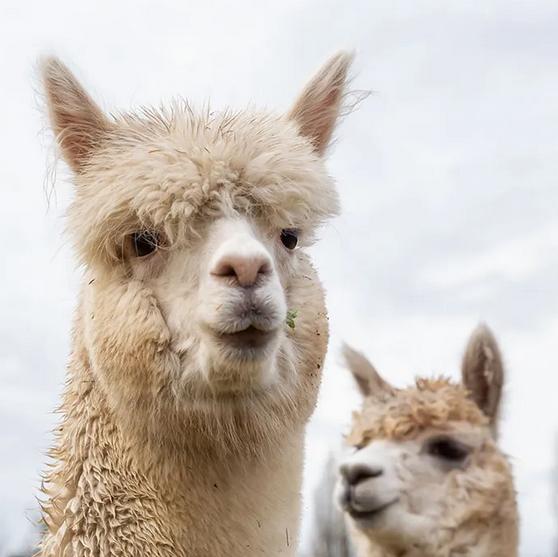 alpaca.jpg